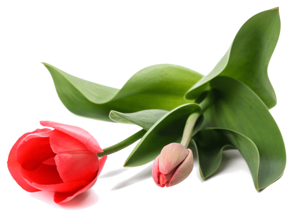 Picket Fences Realty Fairmont WV